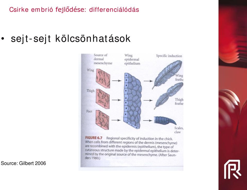 differenciálódás