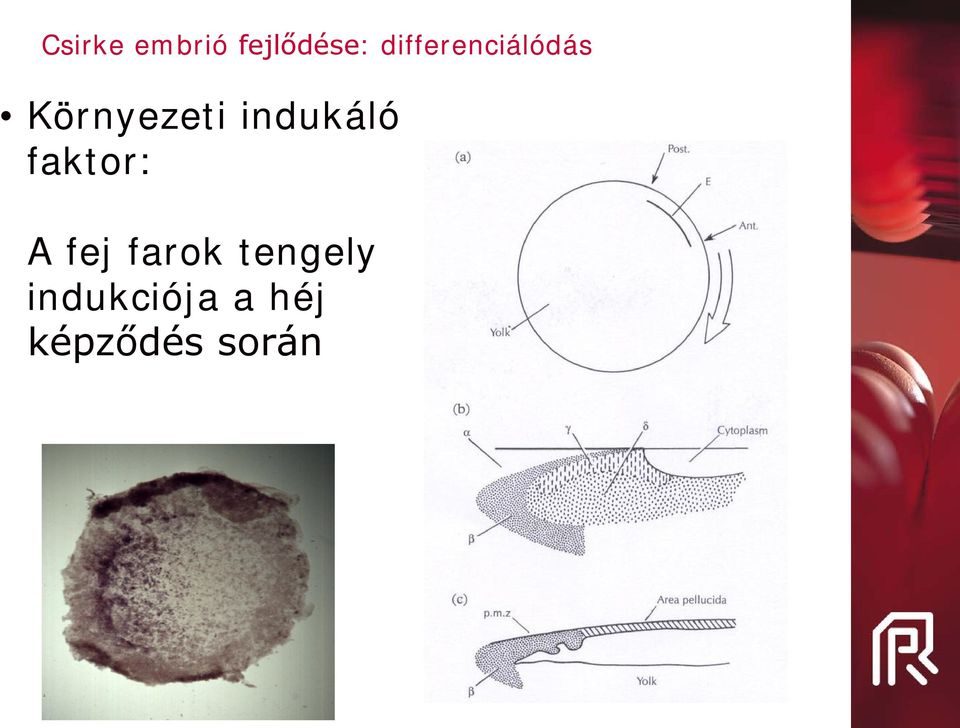 indukáló faktor: A fej farok