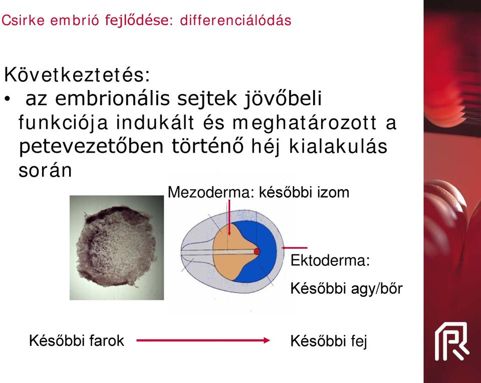 és meghatározott a petevezetőben történő héj kialakulás során