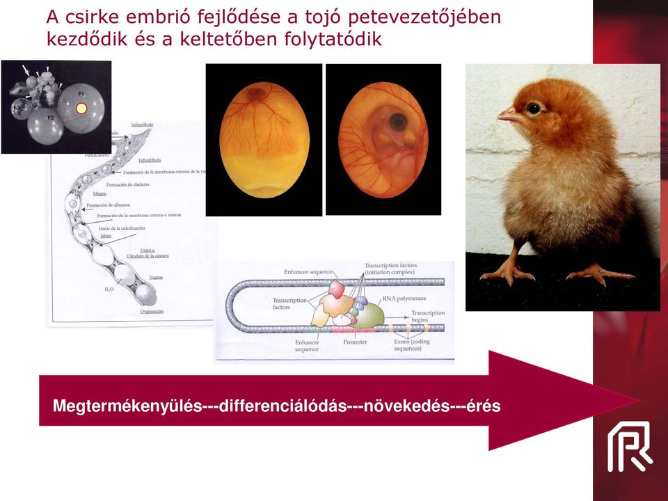 keltetőben folytatódik