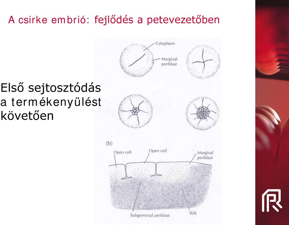 petevezetőben Első