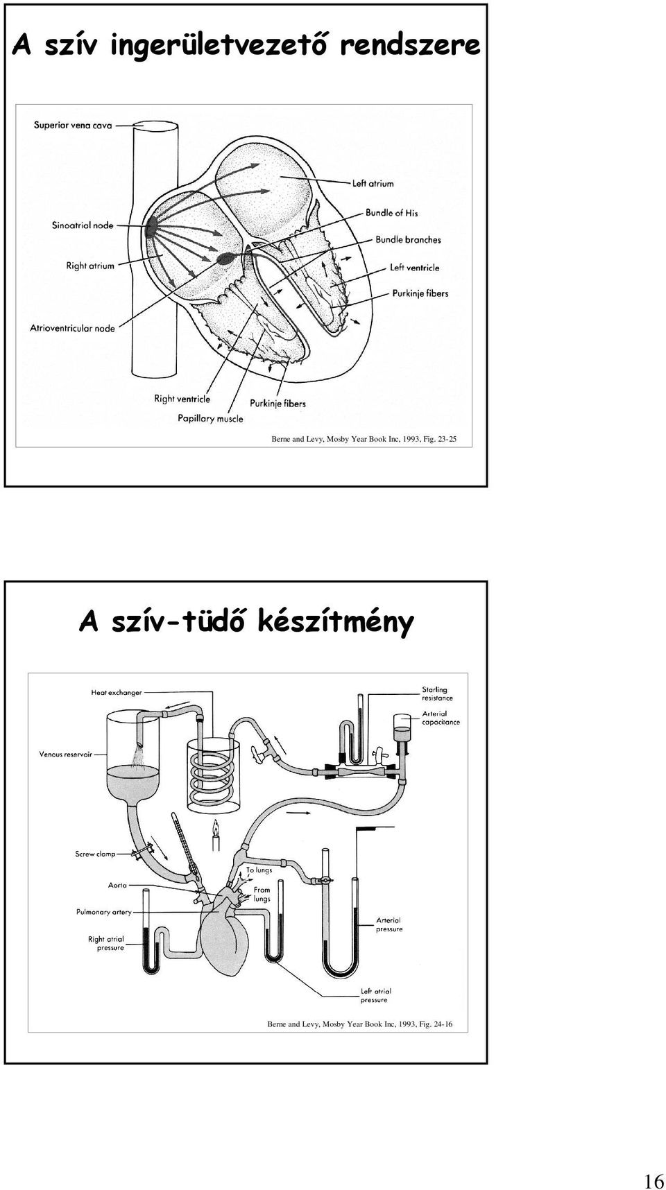 23-25 A szív-tüdő készítmény Berne  24-16