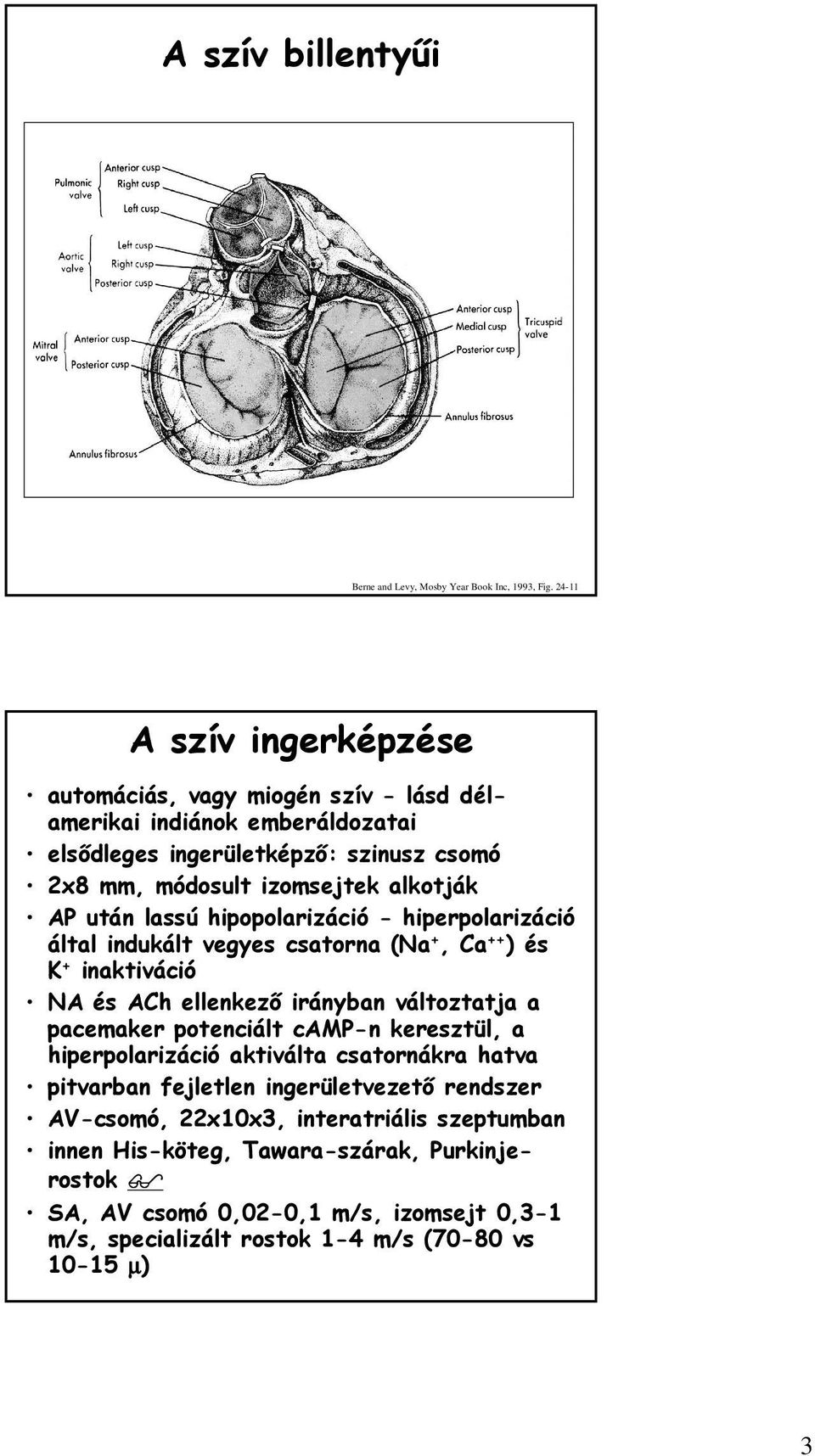 után lassú hipopolarizáció - hiperpolarizáció által indukált vegyes csatorna (Na +, Ca ++ ) és K + inaktiváció NA és ACh ellenkező irányban változtatja a pacemaker potenciált