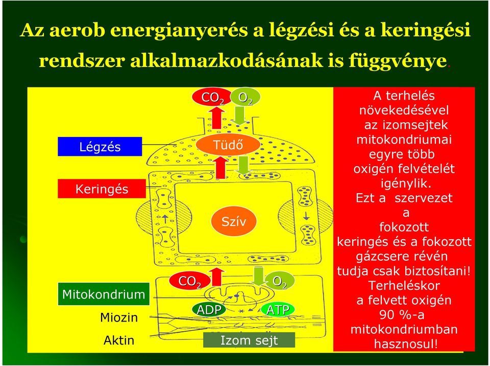 növekedésével az izomsejtek mitokondriumai egyre több oxigén felvételét igénylik.