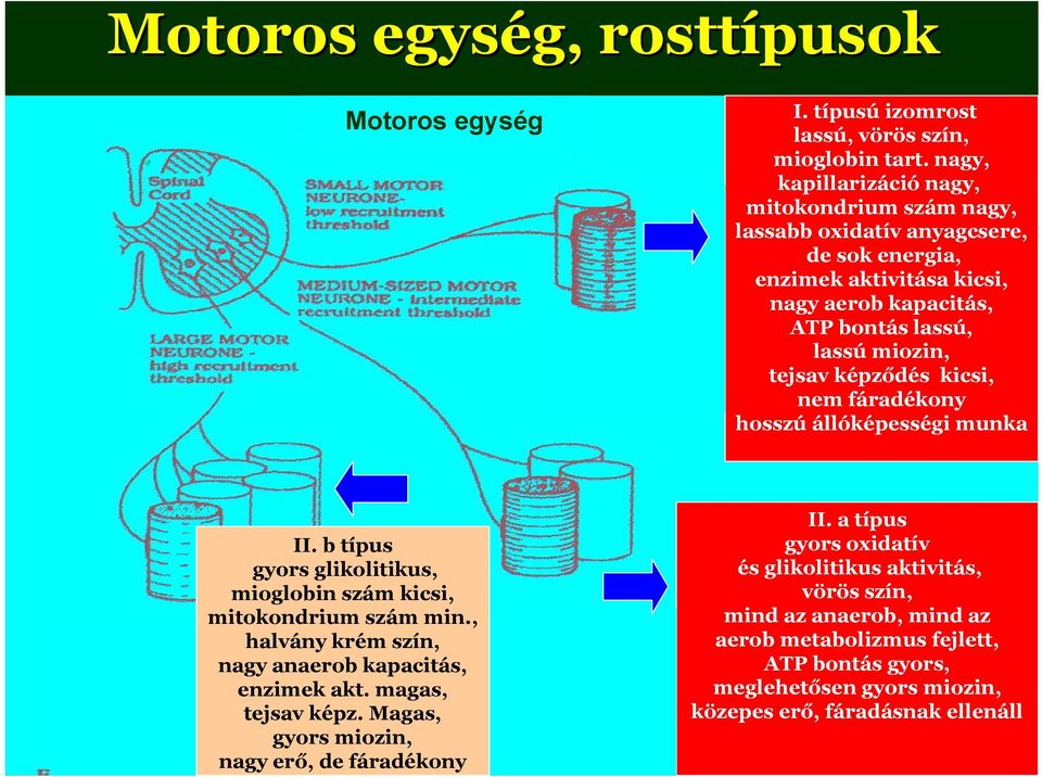 képződés kicsi, nem fáradékony hosszú állóképességi munka II. b típus gyors glikolitikus, mioglobin szám kicsi, mitokondrium szám min.