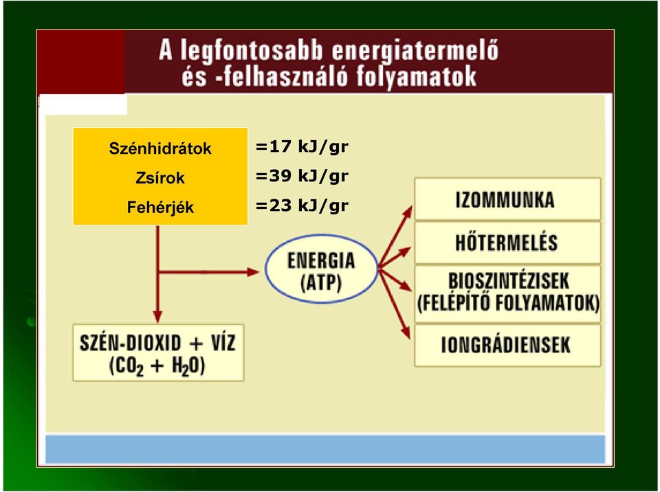 Fehérjék =17