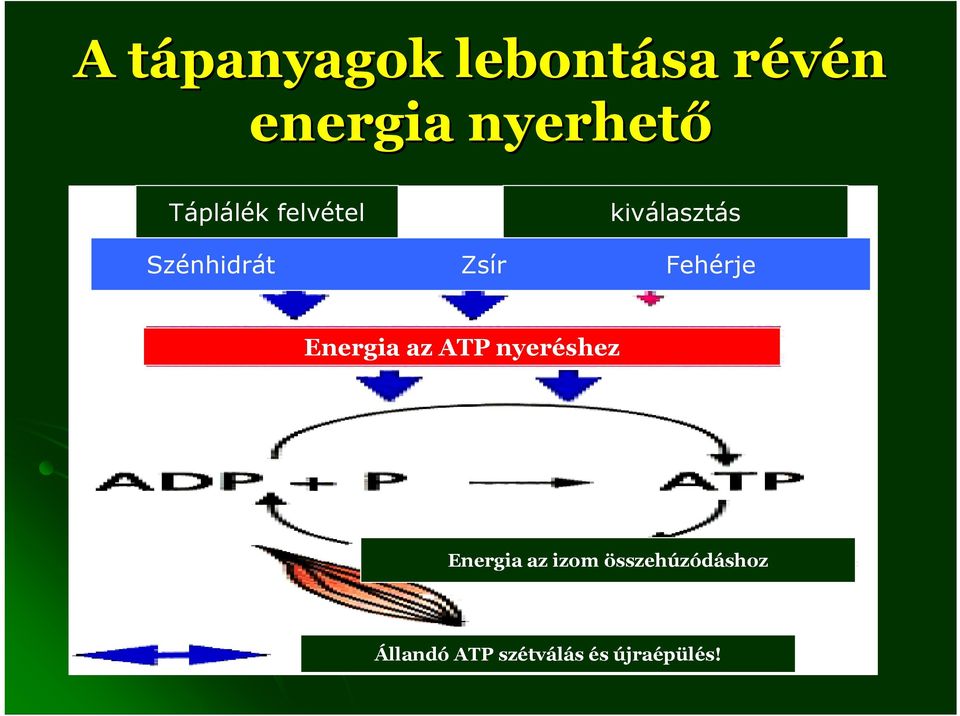 Fehérje Energia az ATP nyeréshez Energia az izom
