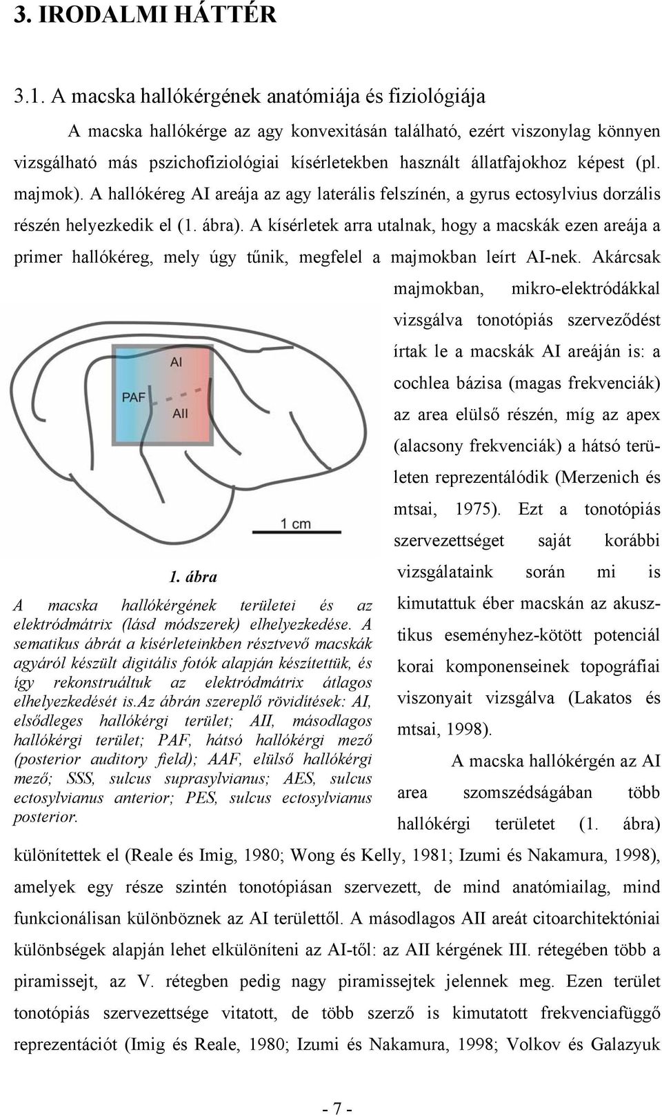 képest (pl. majmok). A hallókéreg AI areája az agy laterális felszínén, a gyrus ectosylvius dorzális részén helyezkedik el (1. ábra).