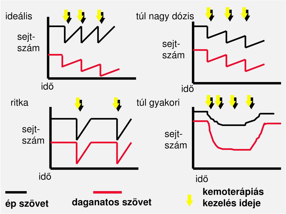 sejtszám sejtszám idı ép szövet