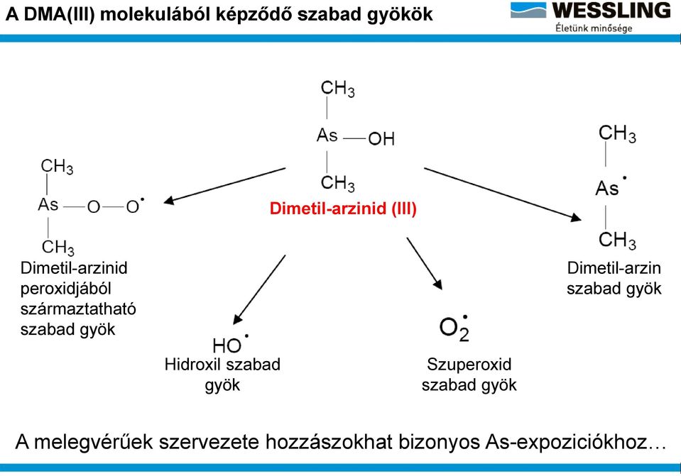 Dimetil-arzin szabad gyök Hidroxil szabad gyök Szuperoxid