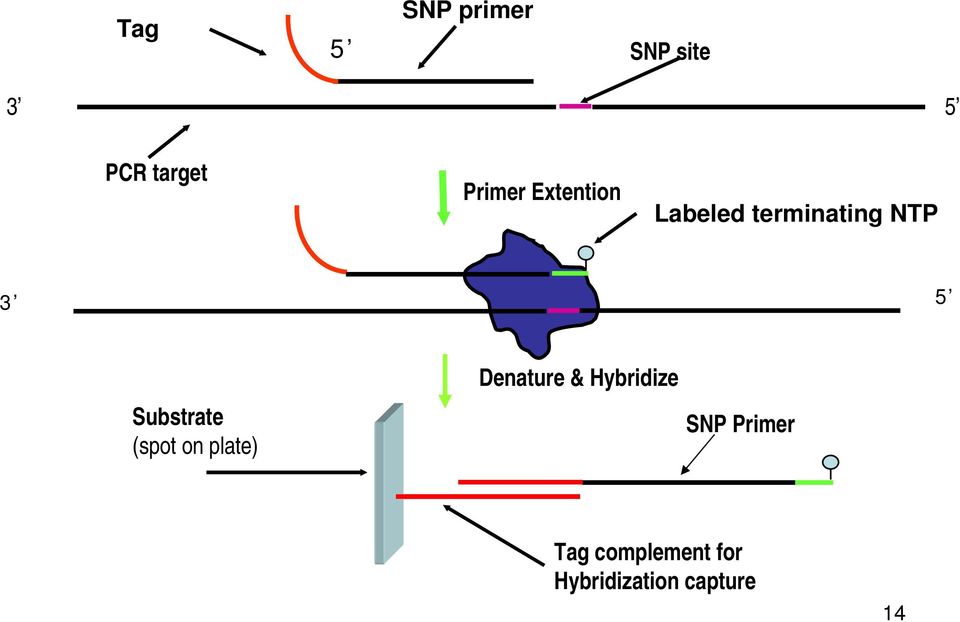 Substrate (spot on plate) Denature & Hybridize