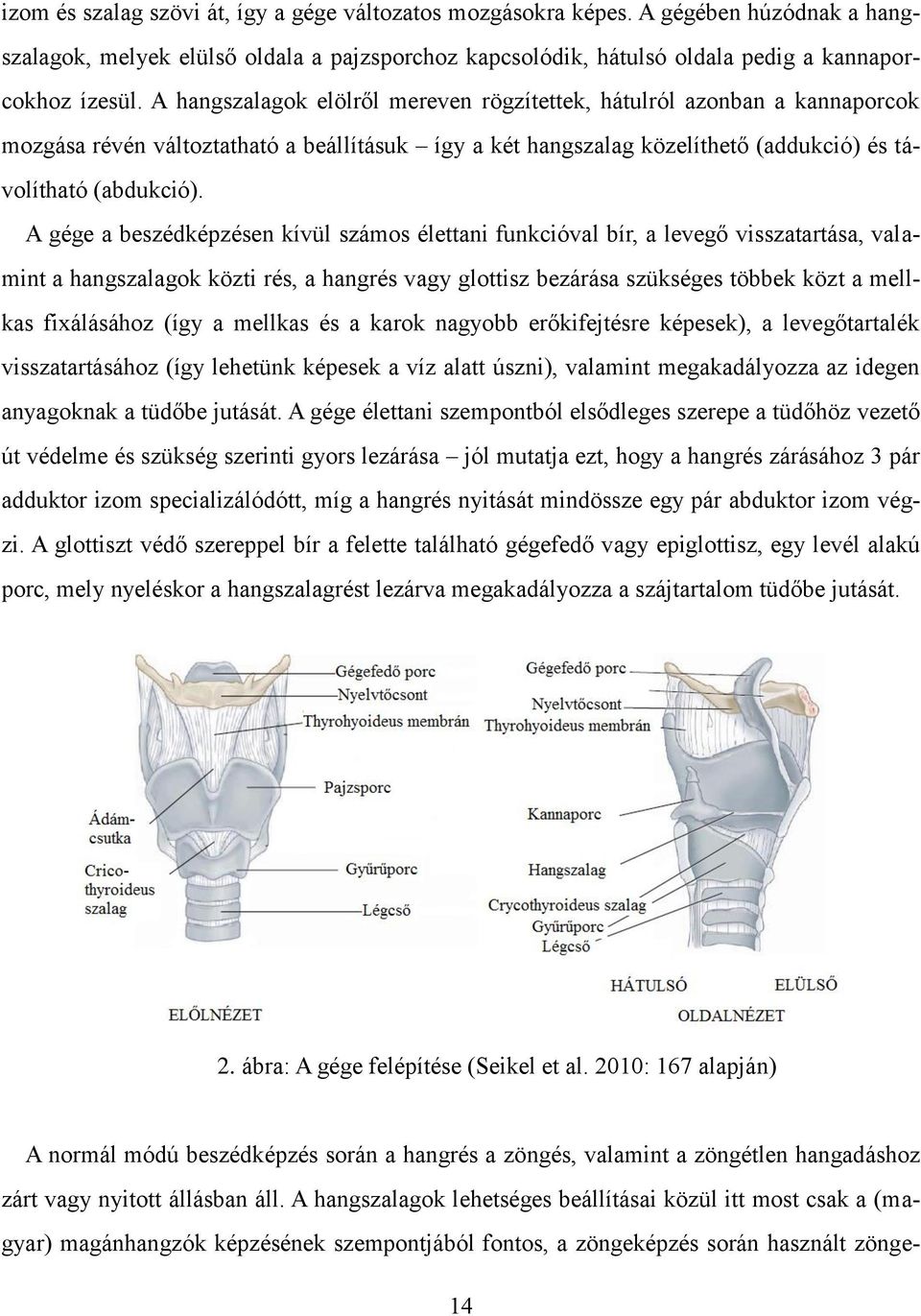 A gége a beszédképzésen kívül számos élettani funkcióval bír, a levegő visszatartása, valamint a hangszalagok közti rés, a hangrés vagy glottisz bezárása szükséges többek közt a mellkas fixálásához