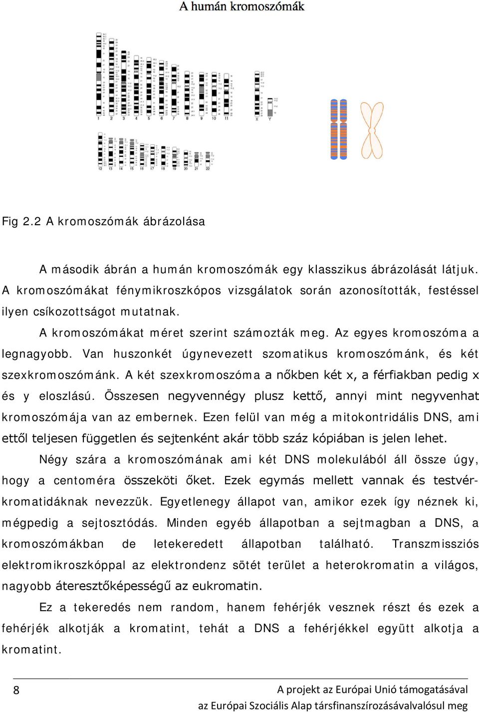 Van huszonkét úgynevezett szomatikus kromoszómánk, és két szexkromoszómánk. A két szexkromoszóma a nőkben két x, a férfiakban pedig x és y eloszlású.