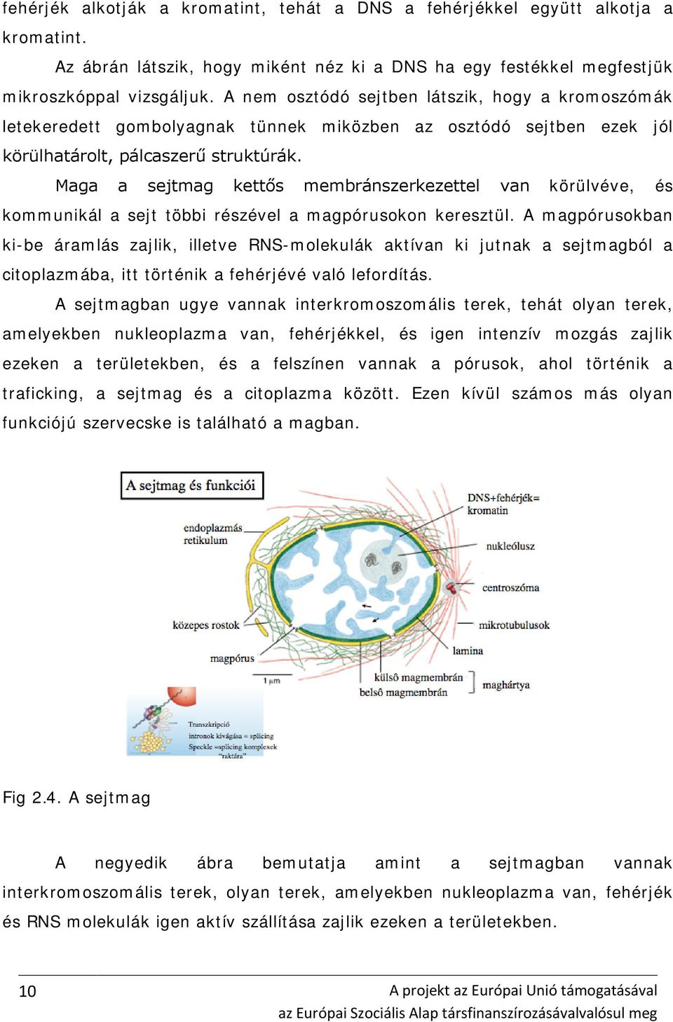 Maga a sejtmag kettős membránszerkezettel van körülvéve, és kommunikál a sejt többi részével a magpórusokon keresztül.