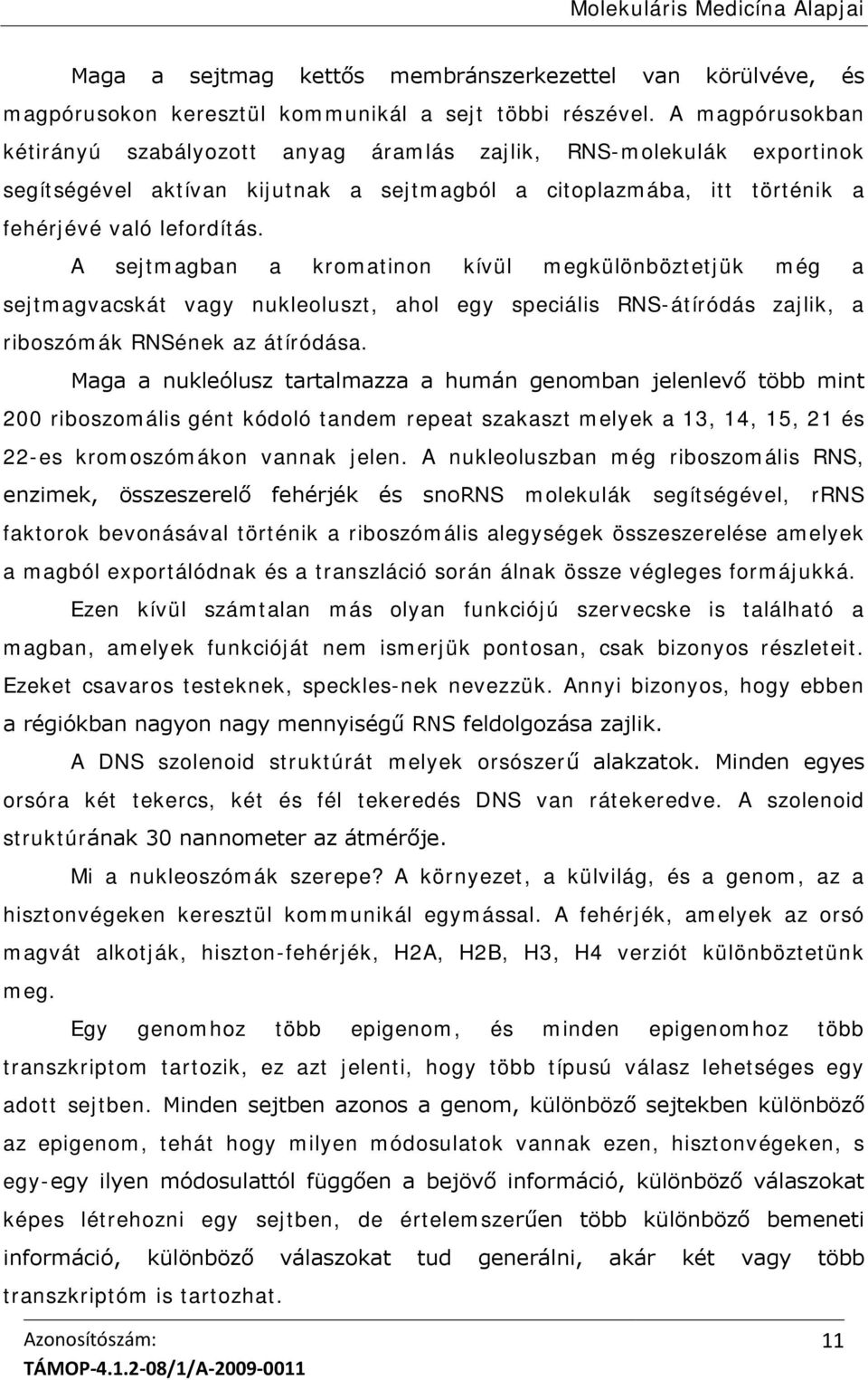 A sejtmagban a kromatinon kívül megkülönböztetjük még a sejtmagvacskát vagy nukleoluszt, ahol egy speciális RNS-átíródás zajlik, a riboszómák RNSének az átíródása.