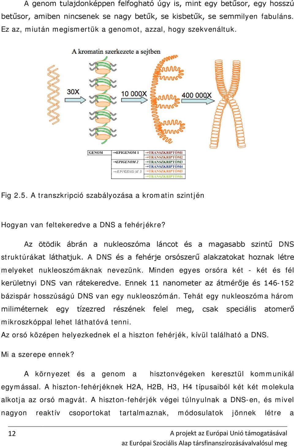 Az ötödik ábrán a nukleoszóma láncot és a magasabb szintű DNS struktúrákat láthatjuk. A DNS és a fehérje orsószerű alakzatokat hoznak létre melyeket nukleoszómáknak nevezünk.