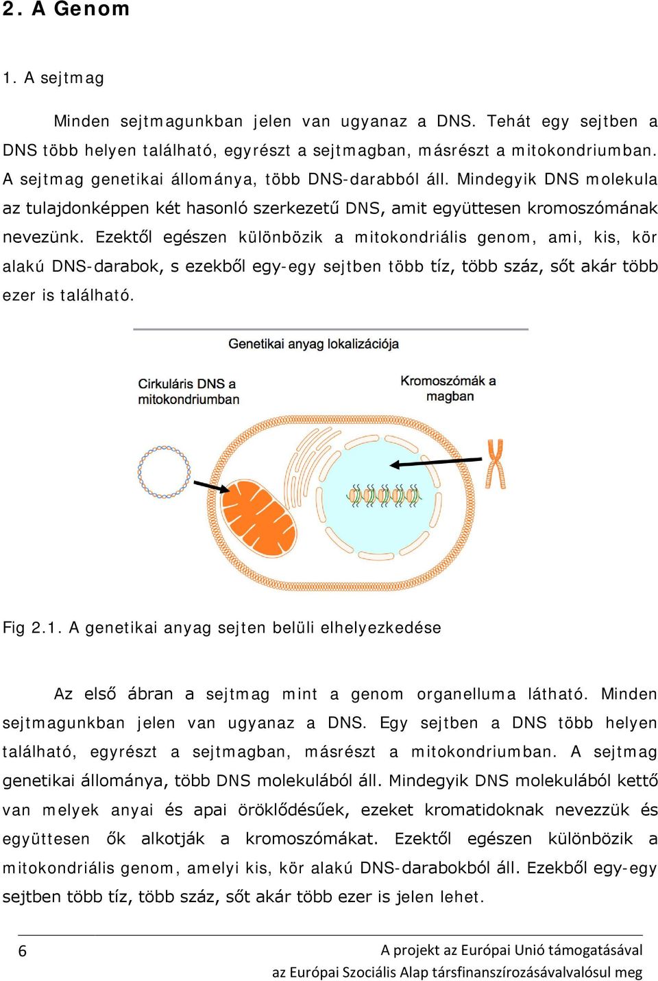 Ezektől egészen különbözik a mitokondriális genom, ami, kis, kör alakú DNS-darabok, s ezekből egy-egy sejtben több tíz, több száz, sőt akár több ezer is található. Fig 2.1.