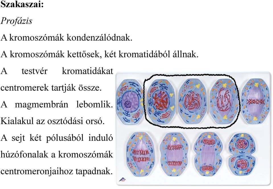 A testvér kromatidákat centromerek tartják össze.