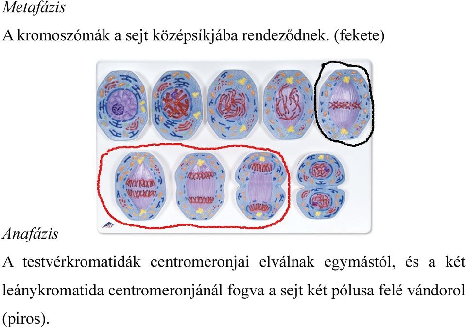 (fekete) Anafázis A testvérkromatidák centromeronjai