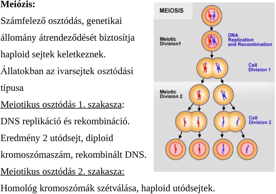 szakasza: DNS replikáció és rekombináció.