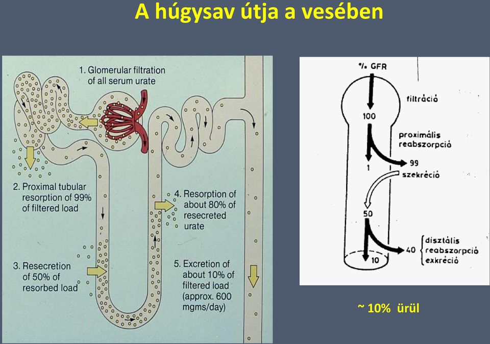 vesében ~