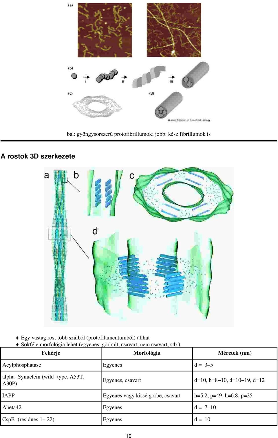 ) Fehérje Morfológia Méretek (nm) Acylphosphatase Egyenes d = 3 5 alpha Synuclein (wild type, A53T, A30P) Egyenes, csavart