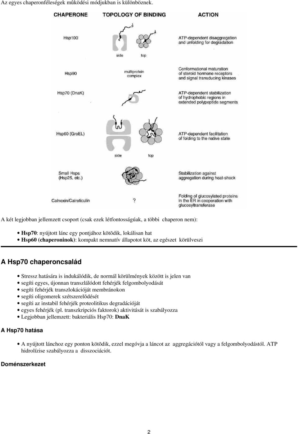 az egészet körülveszi A Hsp70 chaperoncsalád Stressz hatására is indukálódik, de normál körülmények között is jelen van segíti egyes, újonnan transzlálódott fehérjék felgombolyodását segíti fehérjék