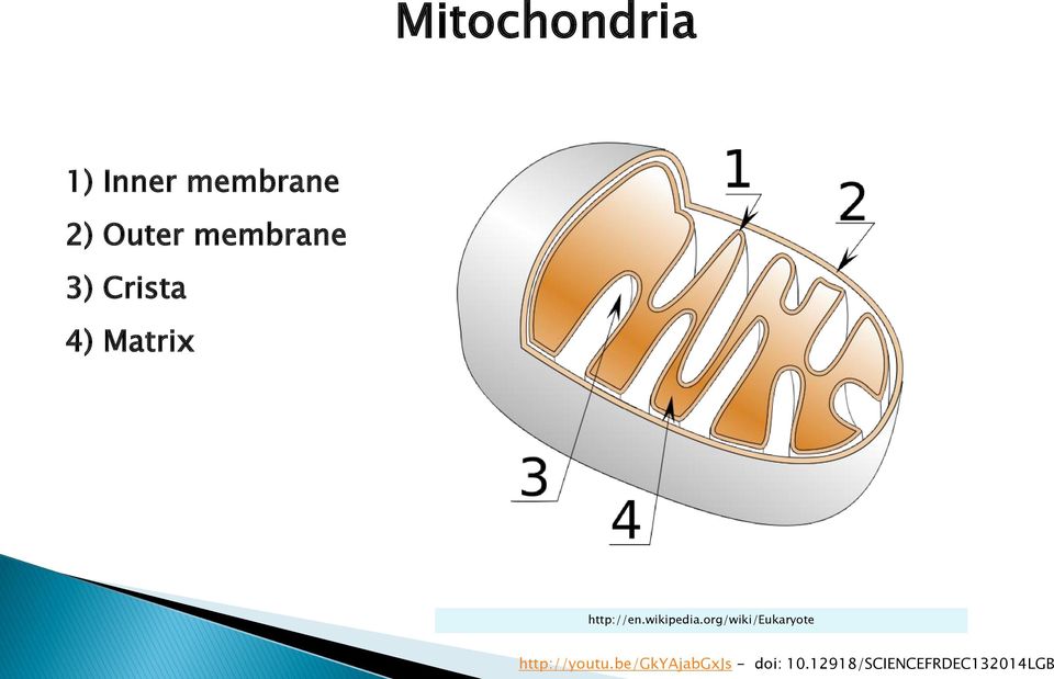 wikipedia.org/wiki/eukaryote http://youtu.