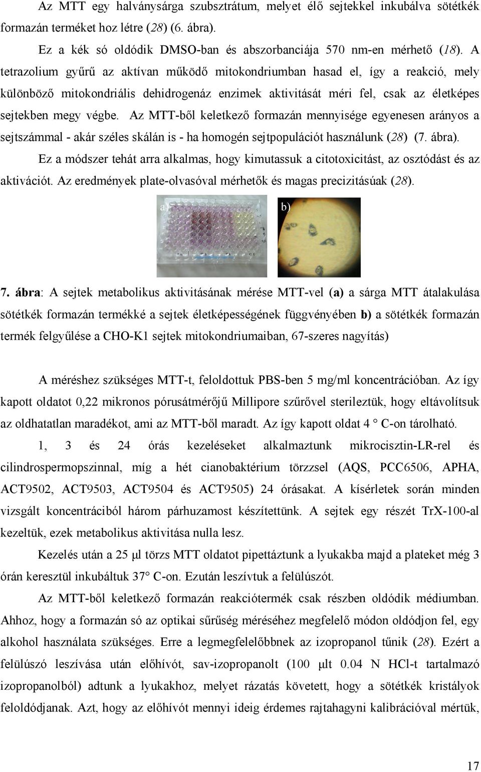 Az MTT-ből keletkező formazán mennyisége egyenesen arányos a sejtszámmal - akár széles skálán is - ha homogén sejtpopulációt használunk (28) (7. ábra).