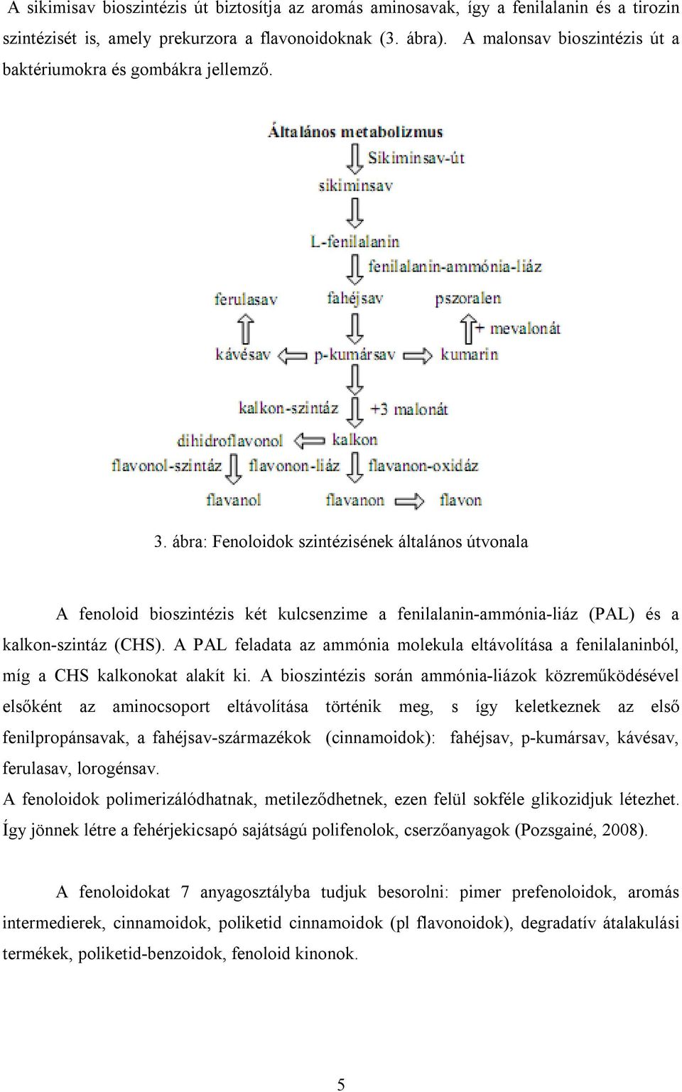 ábra: Fenoloidok szintézisének általános útvonala A fenoloid bioszintézis két kulcsenzime a fenilalanin-ammónia-liáz (PAL) és a kalkon-szintáz (CHS).