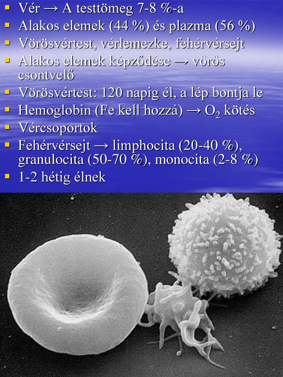 120 napig él, a lép bontja le Hemoglobin (Fe kell hozzá) O 2 kötés Vércsoportok