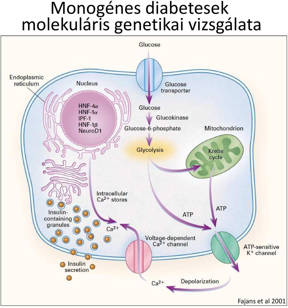 molekuláris