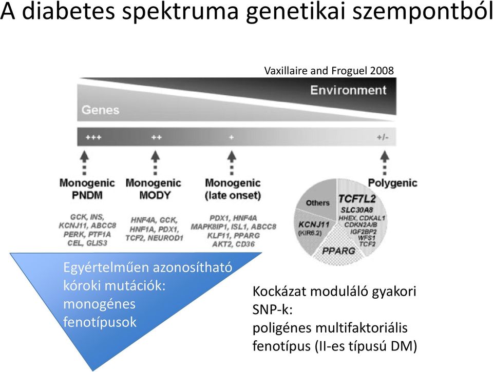 mutációk: monogénes fenotípusok Kockázat moduláló