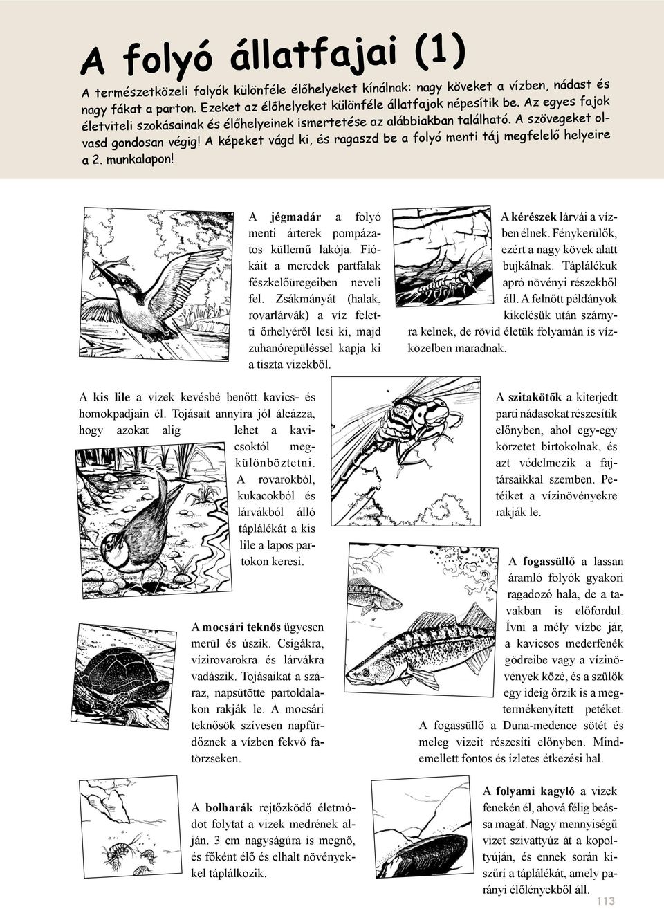 A képeket vágd ki, és ragaszd be a folyó menti táj megfelelő helyeire a 2. munkalapon! A jégmadár a folyó menti árterek pompázatos küllemű lakója.