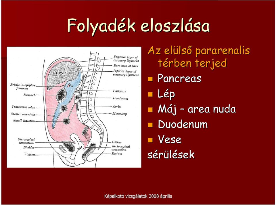 terjed Pancreas Lép Máj area