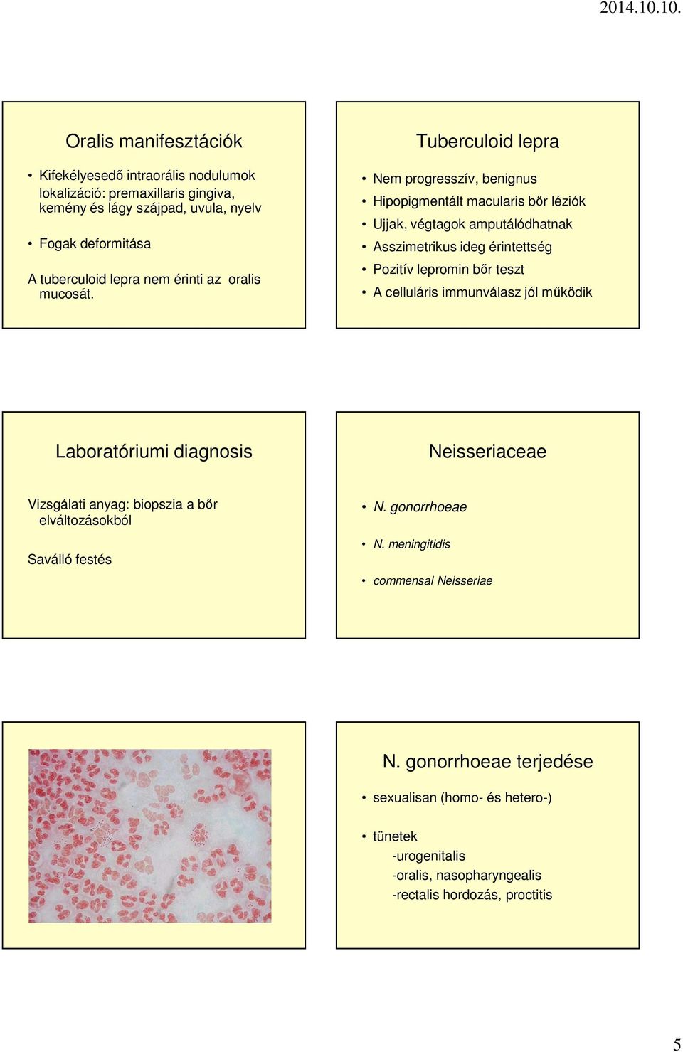 Tuberculoid lepra Nem progresszív, benignus Hipopigmentált macularis bőr léziók Ujjak, végtagok amputálódhatnak Asszimetrikus ideg érintettség Pozitív lepromin bőr teszt A