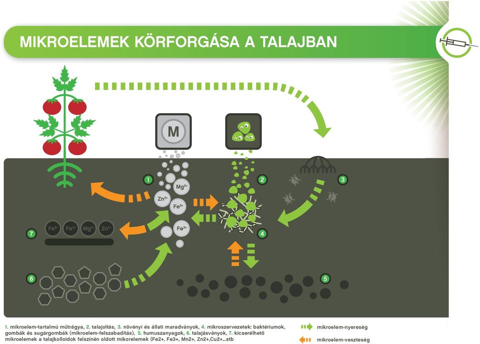 mikroszervezetek: baktériumok, gombák és sugárgombák (mikroelem-felszabadítás), 5.