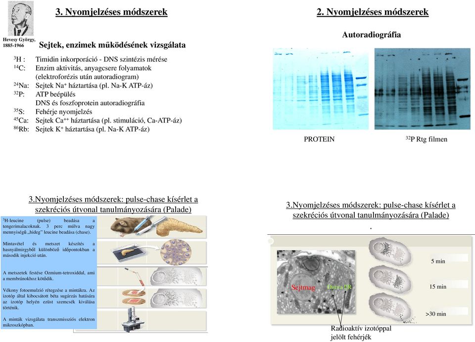 autoradiogram) 24 Na: Sejtek Na + háztartása (pl. Na-K ATP-áz) 32 P: ATP beépülés DNS és foszfoprotein autoradiográfia 35 S: Fehérje nyomjelzés 45 Ca: Sejtek Ca ++ háztartása (pl.