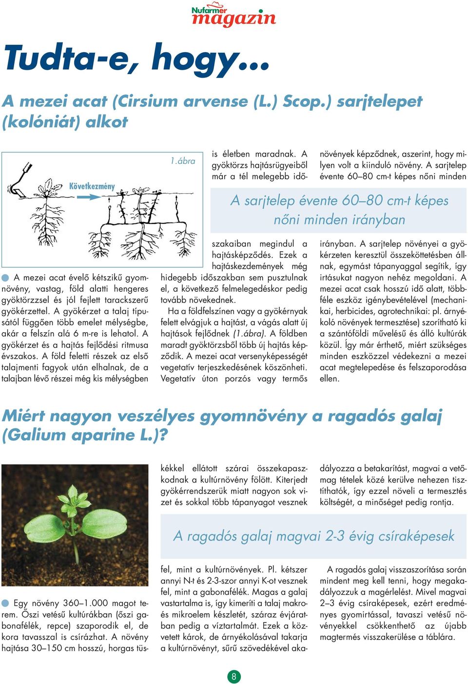 A sarjtelep évente 60 80 cm-t képes nôni minden A sarjtelep évente 60 80 cm-t képes nôni minden irányban A mezei acat évelô kétszikû gyom - növény, vastag, föld alatti hengeres gyöktörzzsel és jól