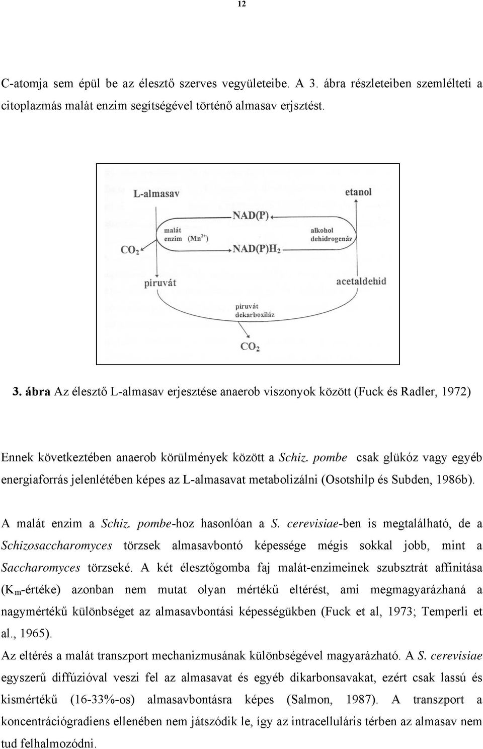 ábra Az élesztő L-almasav erjesztése anaerob viszonyok között (Fuck és Radler, 1972) Ennek következtében anaerob körülmények között a Schiz.