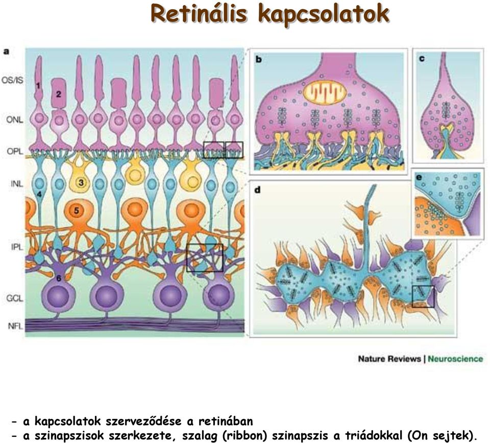 retinában - a szinapszisok