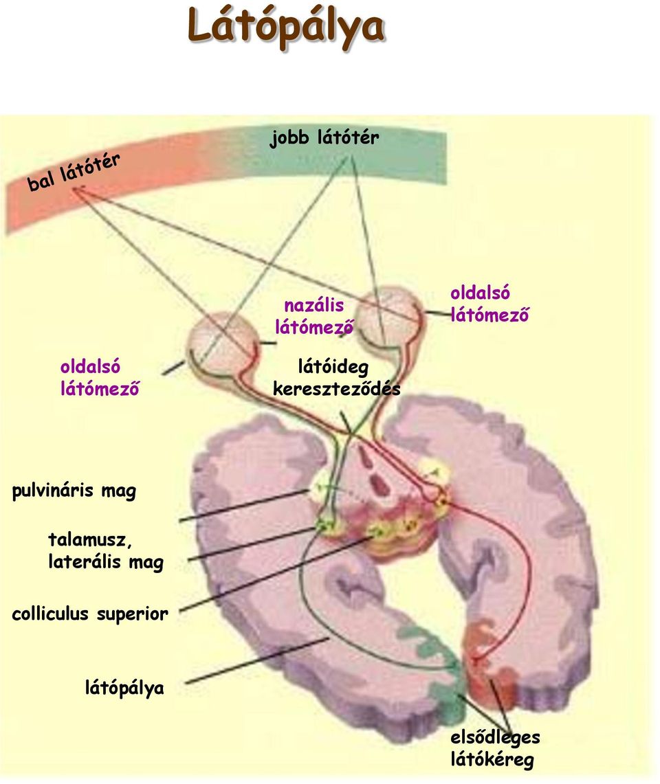 kereszteződés pulvináris mag talamusz,