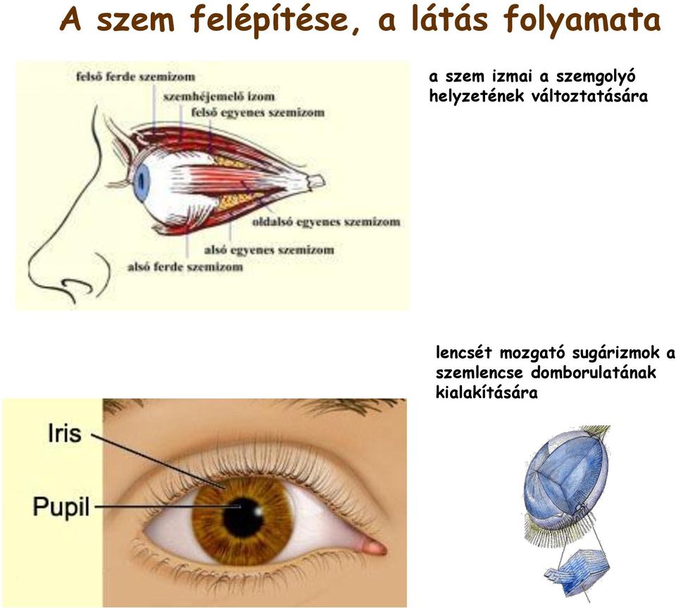 változtatására lencsét mozgató