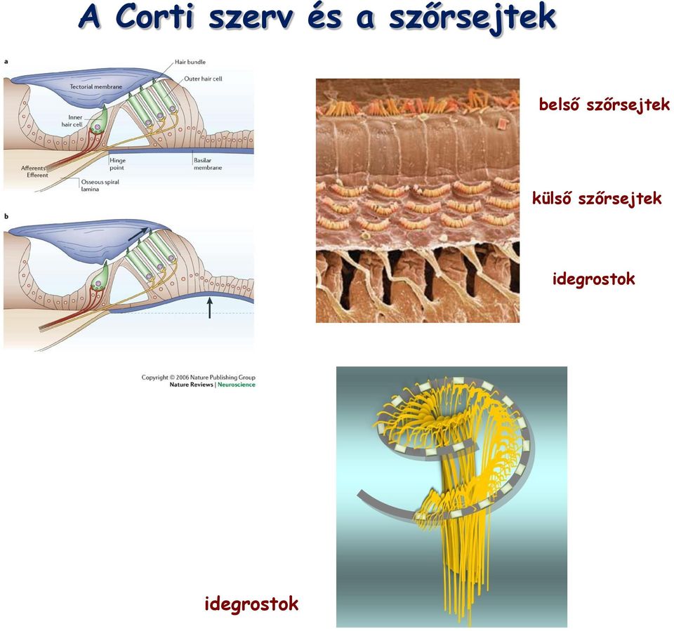 szőrsejtek külső