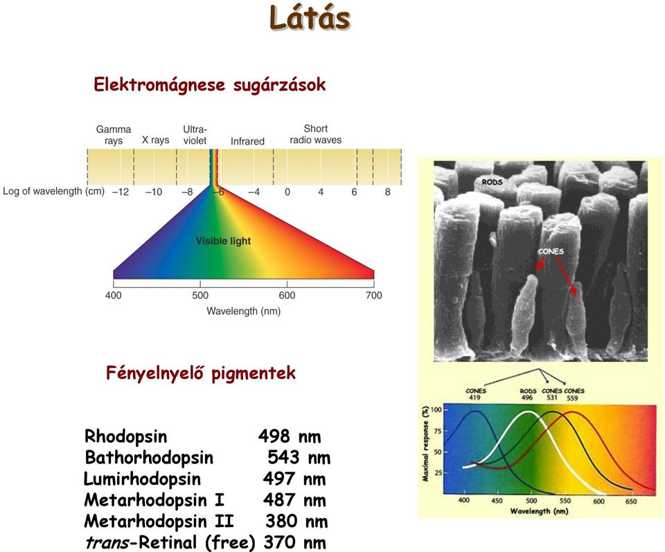 nm Lumirhodopsin 497 nm Metarhodopsin I 487 nm