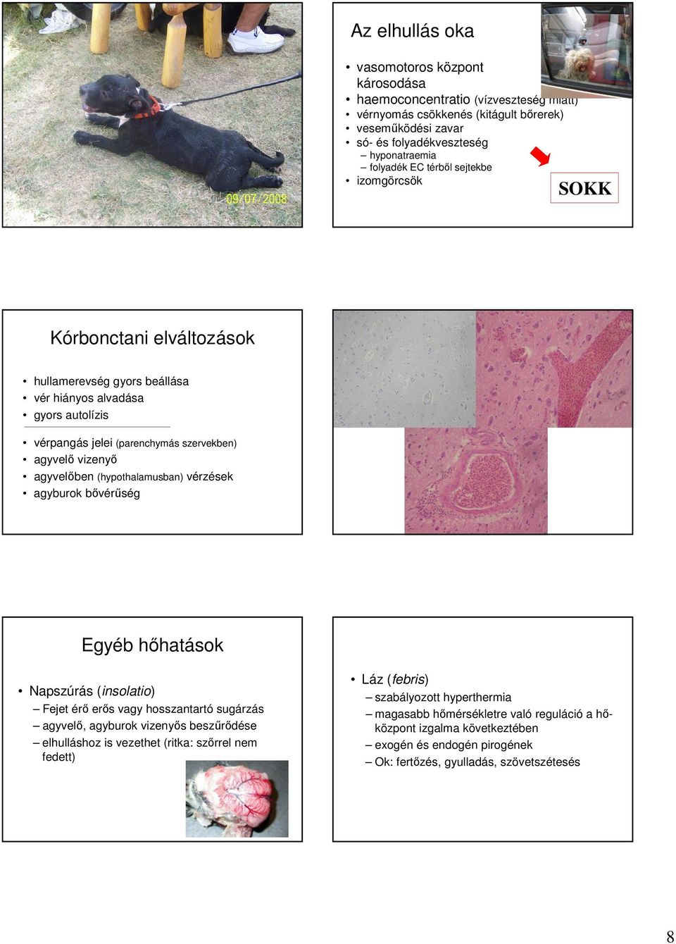 (hypothalamusban) vérzések agyburok bıvérőség Egyéb hıhatások Napszúrás (insolatio) Fejet érı erıs vagy hosszantartó sugárzás agyvelı, agyburok vizenyıs beszőrıdése elhulláshoz is vezethet