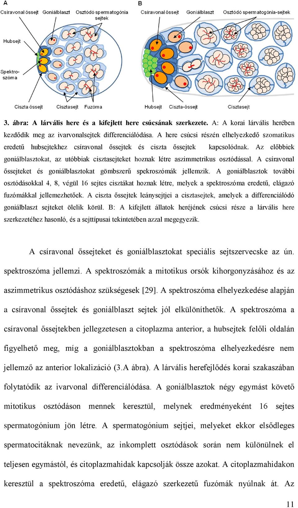 Az előbbiek goniálblasztokat, az utóbbiak cisztasejteket hoznak létre aszimmetrikus osztódással. A csíravonal őssejteket és goniálblasztokat gömbszerű spekroszómák jellemzik.