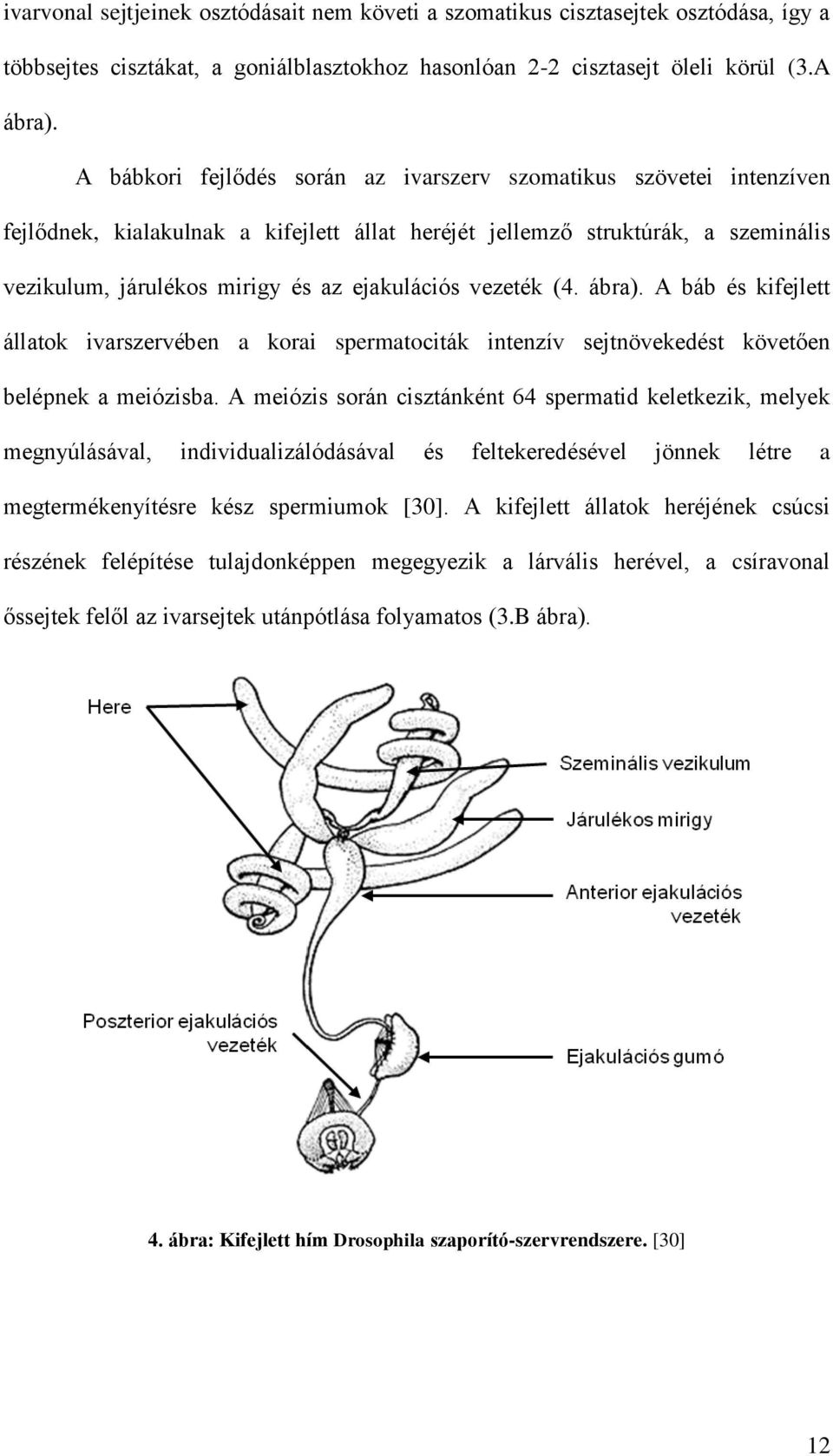 vezeték (4. ábra). A báb és kifejlett állatok ivarszervében a korai spermatociták intenzív sejtnövekedést követően belépnek a meiózisba.