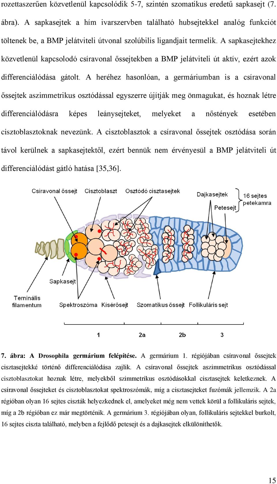A sapkasejtekhez közvetlenül kapcsolodó csíravonal őssejtekben a BMP jelátviteli út aktív, ezért azok differenciálódása gátolt.