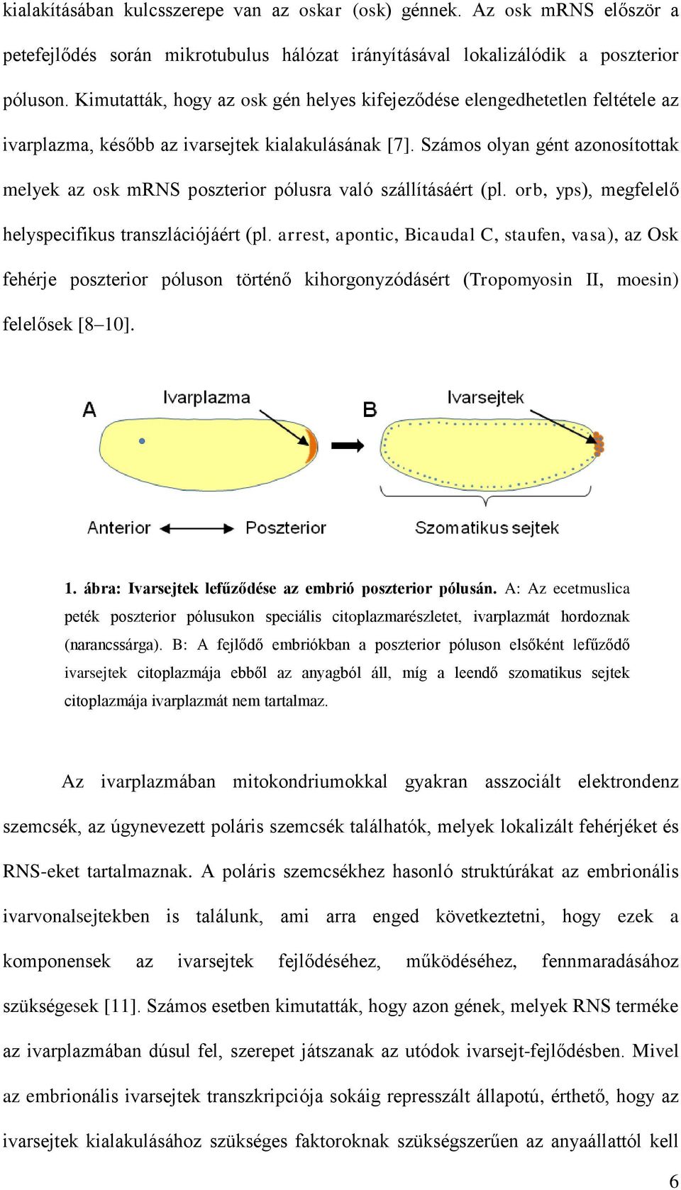 Számos olyan gént azonosítottak melyek az osk mrns poszterior pólusra való szállításáért (pl. orb, yps), megfelelő helyspecifikus transzlációjáért (pl.